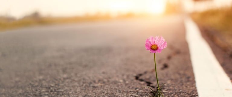 A single flower growing up through a crack in the pavement
